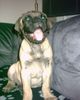 Bullmastiff Foto: unser Bear mit 11 wochen (ID 28522) Bullmastiff Hund