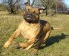 Bullmastiff Foto: Bullmastiff 10 Monate alt (ID 27810) Bullmastiff Hund