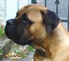 Bullmastiff Foto: Bullmastiff 6 Monate alt (ID 24896) Bullmastiff Hund