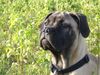 Bullmastiff Foto: Joy 16Wo (ID 28411) Bullmastiff Hund