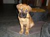 Bullmastiff Foto: Die dicke Berta (ID 35908) Bullmastiff Hund