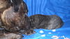 Bullmastiff Foto: was ist den dasssss (ID 45824) Bullmastiff Hund