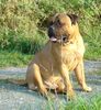 Bullmastiff Foto: Bullmastiff 18 Monate alt (ID 34067) Bullmastiff Hund