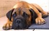 Bullmastiff Foto: Bullmastiff 14 Wochen alt (ID 21856) Bullmastiff Hund
