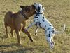 Bullmastiff Foto: So könnten wir den ganzen Tag spielen... (ID 34579) Bullmastiff Hund
