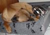 Bullmastiff Foto: Bullmastiff beim Mittagsschläfchen (ID 30475) Bullmastiff Hund