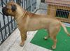 Bullmastiff Foto: 14 Monate alter Bullmastiff (ID 31089) Bullmastiff Hund