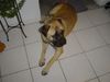 Bullmastiff Foto: Unsere kleine süsse Gina (ID 5937) Bullmastiff Hund