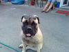 Bullmastiff Hund