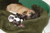 Bullmastiff Foto: ...zusammen ist es viel gemütlicher...... (ID 20584) Bullmastiff Hund