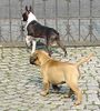 Bullmastiff Foto: ....wir sehen alles!!! (ID 20582) Bullmastiff Hund