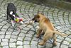 Bullmastiff Foto: ...warte noch einige Wochen.... (ID 20581) Bullmastiff Hund
