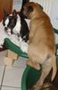 Bullmastiff Foto: Zu zweit ist es doch viel gemütlicher... (ID 21059) Bullmastiff Hund