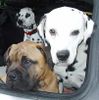 Bullmastiff Foto: Bullmastiff und zwei Dalmatiner (ID 21478) Bullmastiff Hund