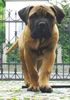Bullmastiff Foto: Bullmastiff 13 Wochen alt (ID 21669) Bullmastiff Hund