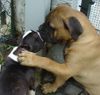 Bullmastiff Foto: Bullmastiff 13 Wochen alt, Boston Terrier 1 Jahr alt (ID 21670) Bullmastiff Hund