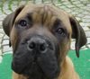 Bullmastiff Foto: Bullmastiff 13 Wochen alt (ID 21668) Bullmastiff Hund