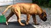 Bullmastiff Foto: Bullmastiff 15 Wochen alt (ID 22413) Bullmastiff Hund