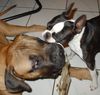 Bullmastiff Foto: Bullmastiff 24 Wochen alt im Spiel (ID 23908) Bullmastiff Hund