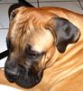 Bullmastiff Foto: Bullmastiff 24 Wochen alt (ID 23905) Bullmastiff Hund