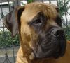 Bullmastiff Foto: Bullmastiff 24 1/2 Wochen alt (ID 23999) Bullmastiff Hund