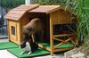 Bullmastiff Foto: Bullmastiff 5 1/2 (Monate alt) und Boston Terrier (15 Monate alt) (ID 24201) Bullmastiff Hund