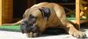 Bullmastiff Foto: Bullmastiff 5 1/2 Monate alt (ID 24200) Bullmastiff Hund