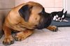 Bullmastiff Foto: Bullmastiff 6 Monate alt (ID 24557) Bullmastiff Hund