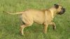 Bullmastiff Foto: Bullmastiff 6 Monate alt (ID 25052) Bullmastiff Hund