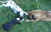 Bullmastiff Foto: Bullmastiff teilt brüderlich den Stock.... (ID 25202) Bullmastiff Hund