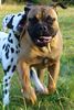 Bullmastiff Foto: Wenn er rennt, ist er nicht mehr zu stoppen.... (ID 25201) Bullmastiff Hund
