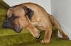 Bullmastiff Foto: Meine Lieblingstreppe (ID 34934) Bullmastiff Hund