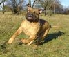 Bullmastiff Foto: Bullmastiff 10 Monate alt (ID 27718) Bullmastiff Hund