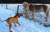 Bullmastiff Foto: Bullmastiff trifft erstmals ein Pferd (ID 28418) Bullmastiff Hund