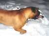 Bullmastiff Foto: Bullmastiff beim ausgelassenen Spiel im Schnee (ID 29833) Bullmastiff Hund