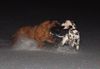 Bullmastiff Foto: Bullmastiff in der Nacht beim Spiel im Schnee (ID 29832) Bullmastiff Hund