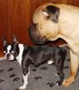 Bullmastiff Foto: Bullmastiff 8 Monate alt (ID 26661) Bullmastiff Hund