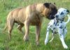 Bullmastiff Foto: Wir sind beide 19 Monate alt (ID 34575) Bullmastiff Hund