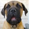 Bullmastiff Foto: Bullmastiff 14 Wochen alt (ID 21857) Bullmastiff Hund