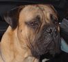 Bullmastiff Foto: Bullmastiff 11 Monate alt (ID 28419) Bullmastiff Hund