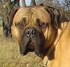 Bullmastiff Foto: Bullmastiff 10 Monate alt (ID 27811) Bullmastiff Hund