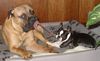 Bullmastiff Foto: Ende der Spielpause..... (ID 27148) Bullmastiff Hund