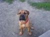 Bullmastiff Foto: Is da jemand (ID 37096) Bullmastiff Hund