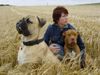 Bullmastiff Foto: So groß und wuchtig kann ein Bullmastiff-Rüde werden...wachsam und Gott sei Dank sehr sanftmütig! (ID 2038) Bullmastiff Hund