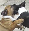 Bullmastiff Foto: ...dass wollte ich dir schon immer einmal sagen... (ID 20583) Bullmastiff Hund