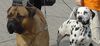 Bullmastiff Foto: Bullmastiff (14 Monate alt) mit seinem gleichaltrigen Freund Stanley (ID 31289) Bullmastiff Hund