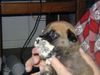 Bullmastiff Foto: mmmmmmmmm ist das gut (ID 4004) Bullmastiff Hund