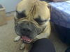 Bullmastiff Foto: ich bin ein kleiner süsser schmuser (ID 42352) Bullmastiff Hund