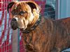 Bullmastiff Foto: Heinrich mit 11 Monaten (ID 40325) Bullmastiff Hund