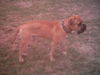 Bullmastiff Foto: Nigger Madbull Farm - (ID 31029) Bullmastiff Hund